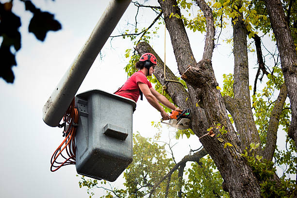 Leaf Removal in Ashville, OH